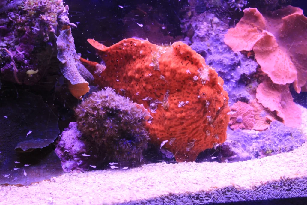Scarlet frogfish antennarius coccineus bk
