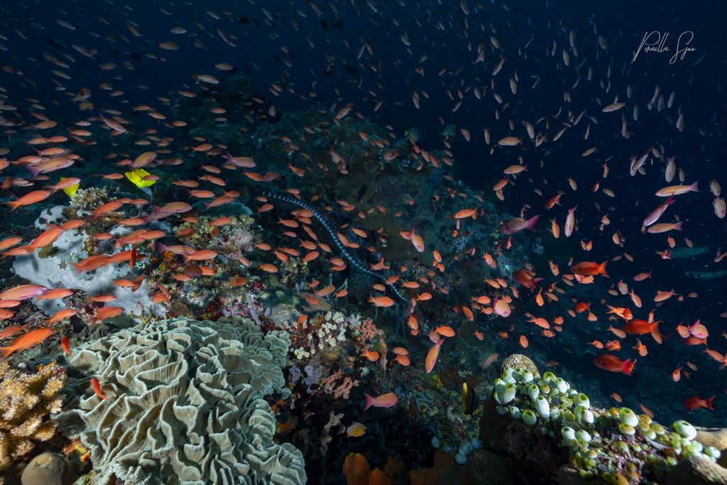Colorful reef scene with vibrant coral and a large school of orange reef fish swimming in clear blue water.