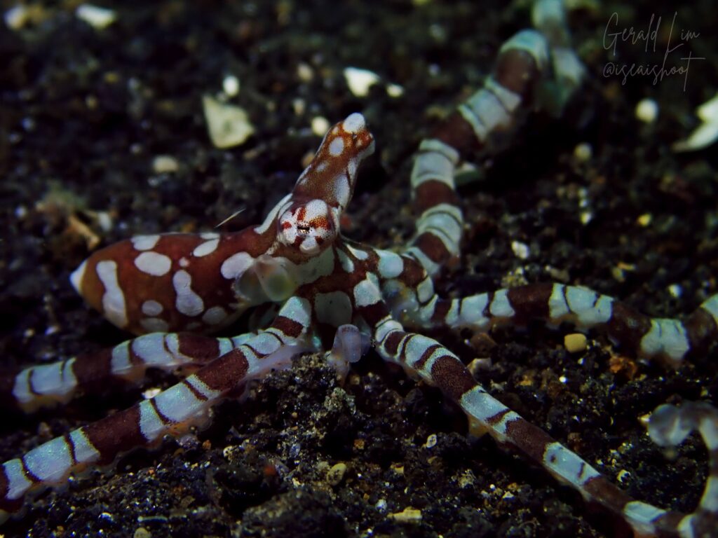 Wunderpus octopus with distinctive rust-brown and white patterns crawling on sandy seafloor.