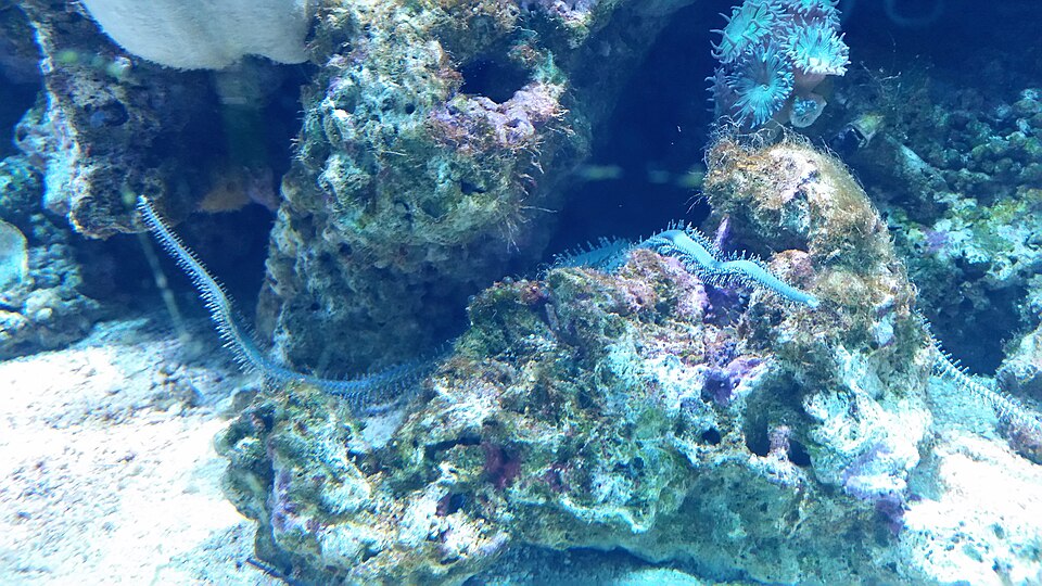 Bobbit worm or sand striker in aquarium, licensed under https://creativecommons.org/licenses/by-sa/4.0/