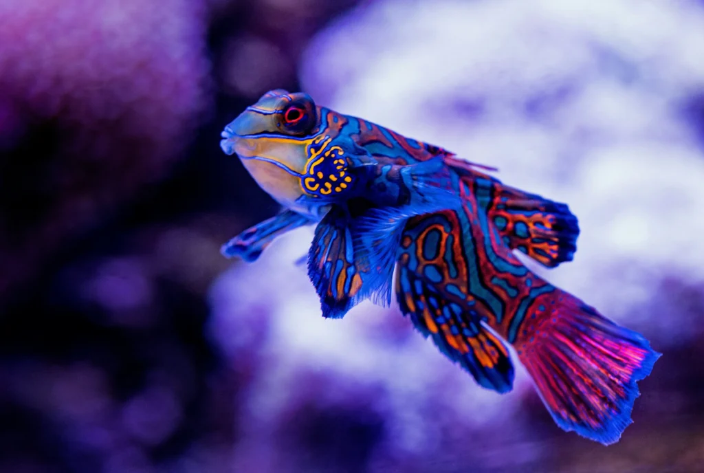 David clode mandarinfish