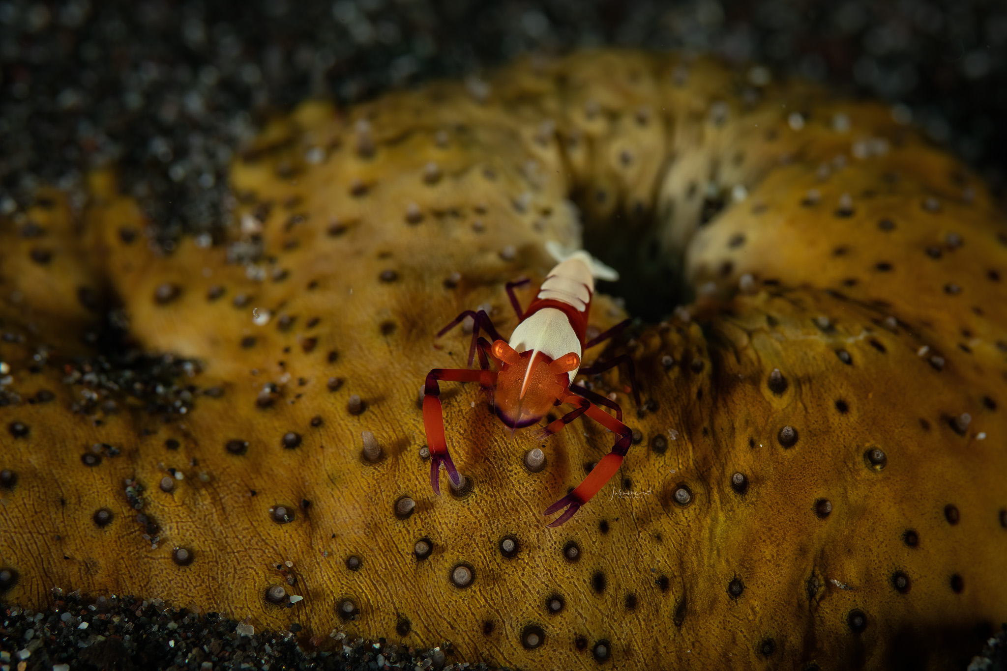 J Carey Emperor Shrimp