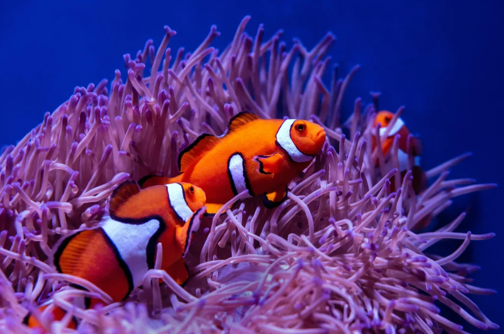 clownfish and sea anemones