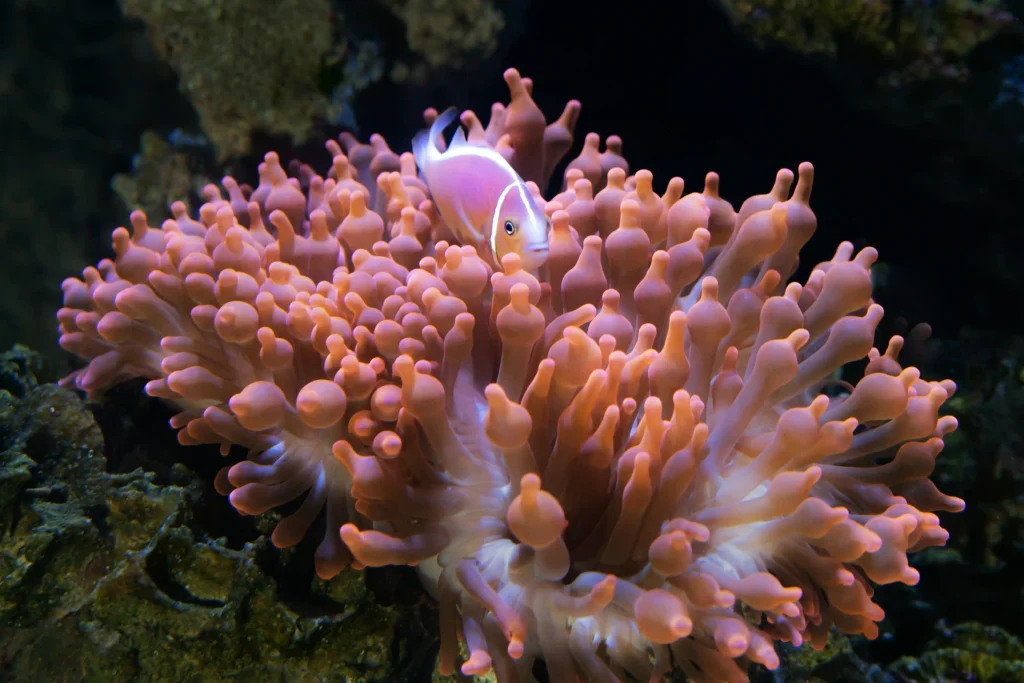 sea anemone