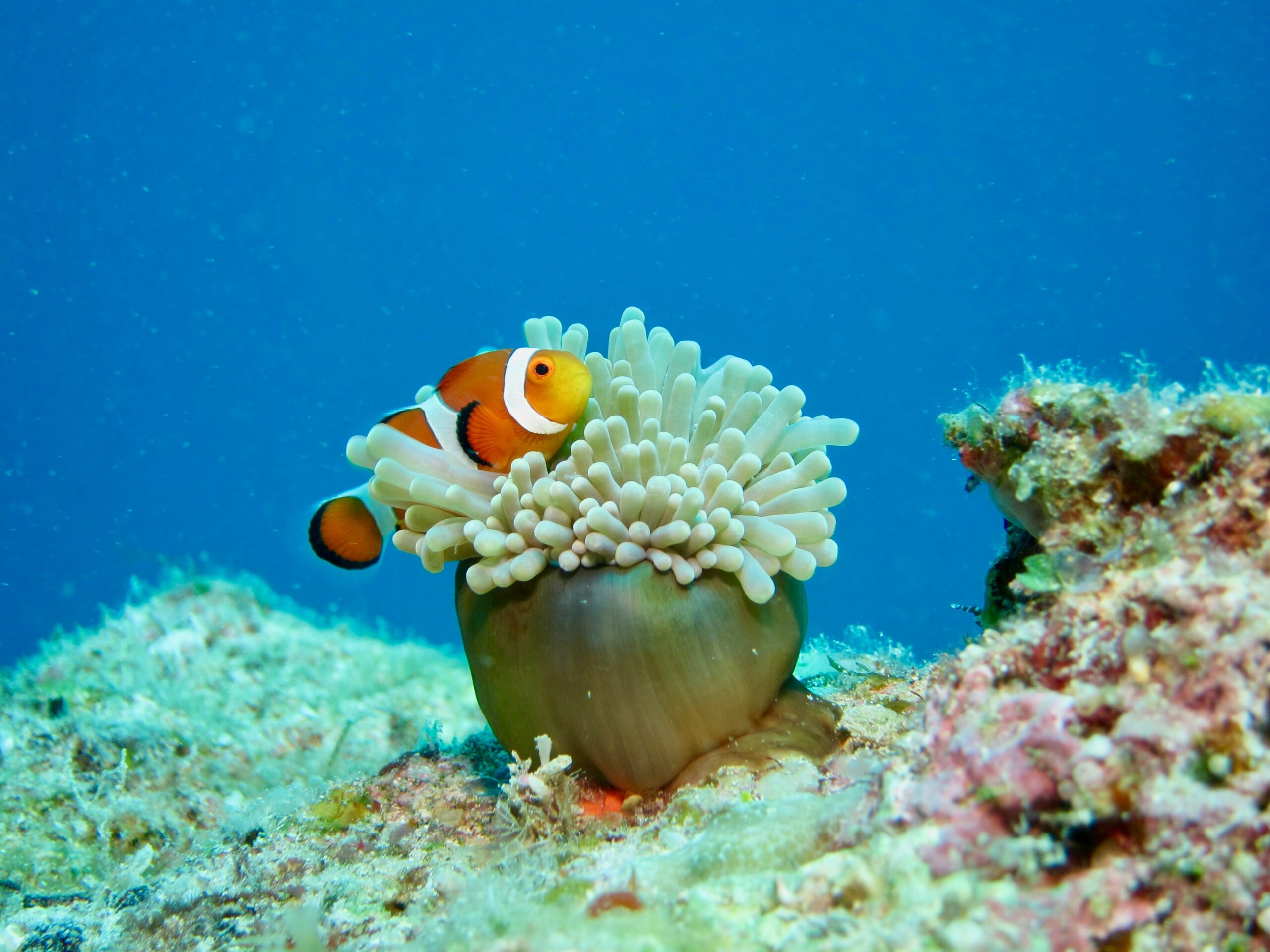 clownfish between sea anemones