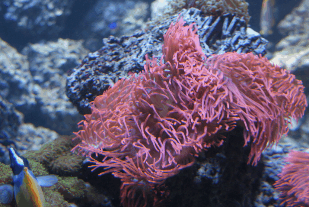 Entacmaea Quadricolor
