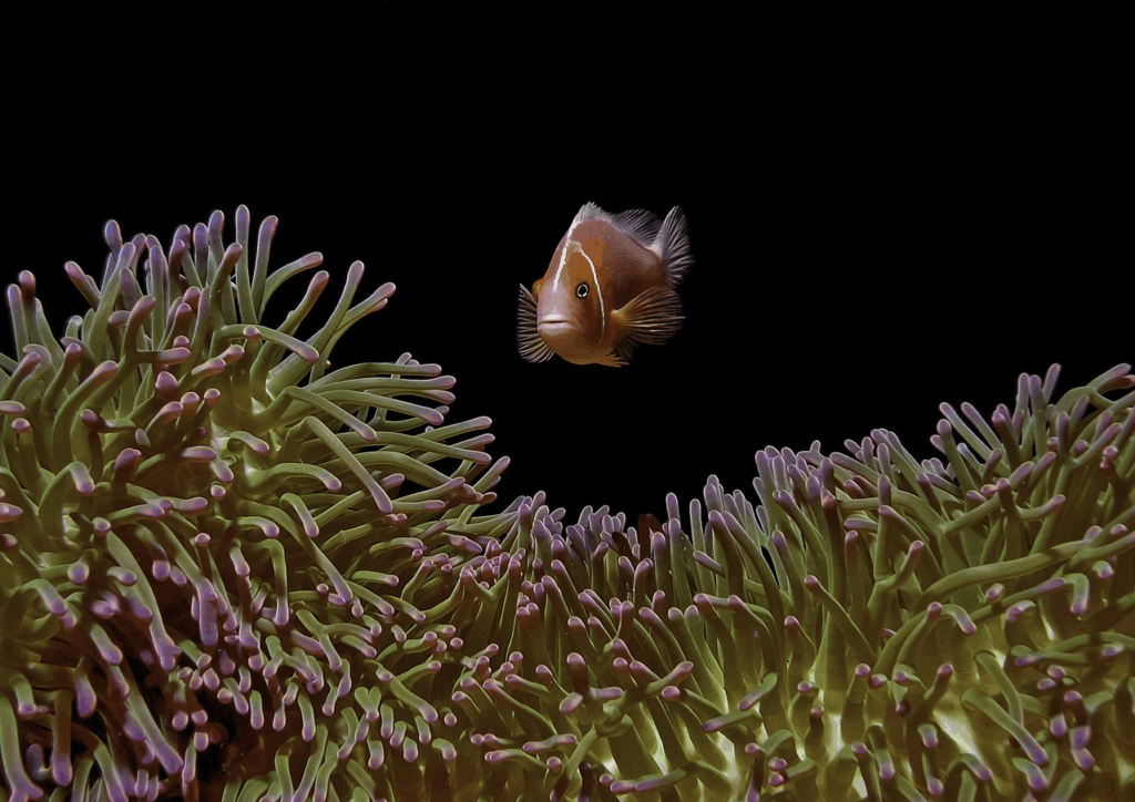 sea anemone