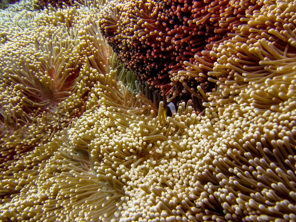 Stichodactyla Gigantea