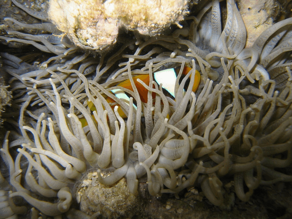 Heteractis crispa