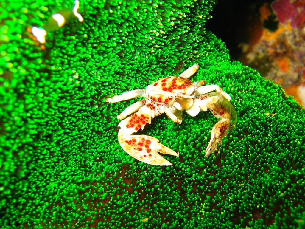 Cryptodendrum adhaesivum