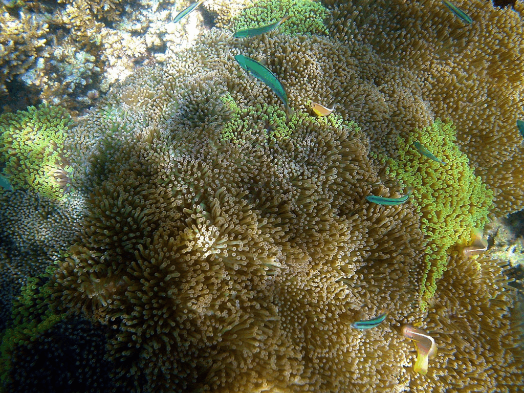 Stichodactyla mertensii