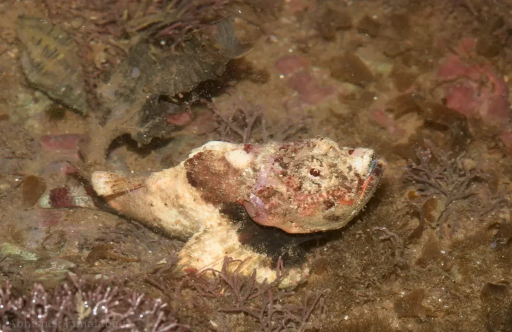 devil scorpionfish in sand