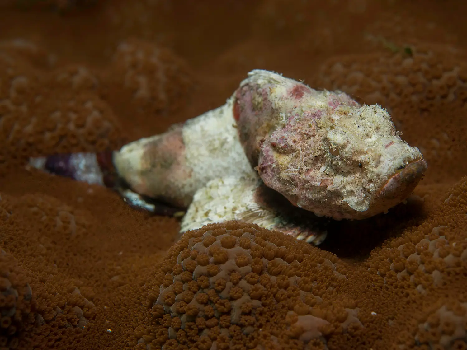 devil scorpionfish