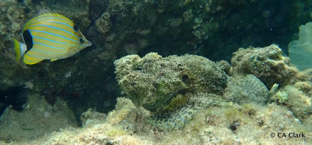 Devil Scorpionfish Hiding