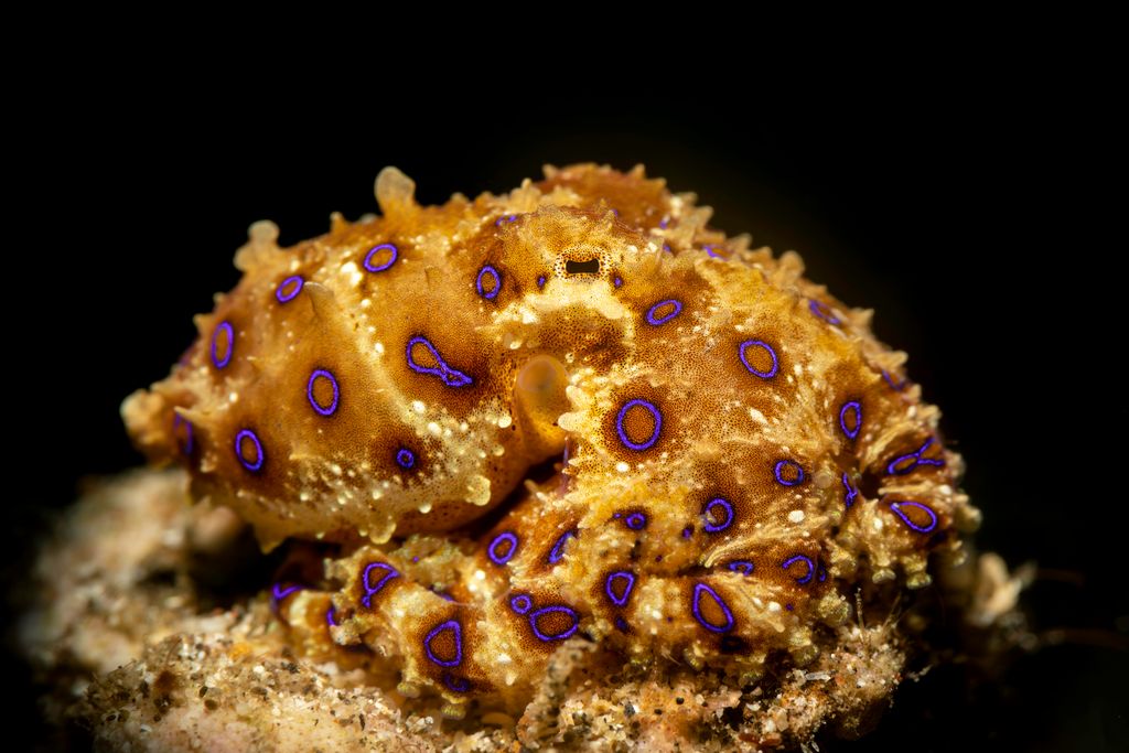 Close-up shot of a blue-ringed octopus displaying its bright blue rings, with its tentacles spread out against a deep, dark background.