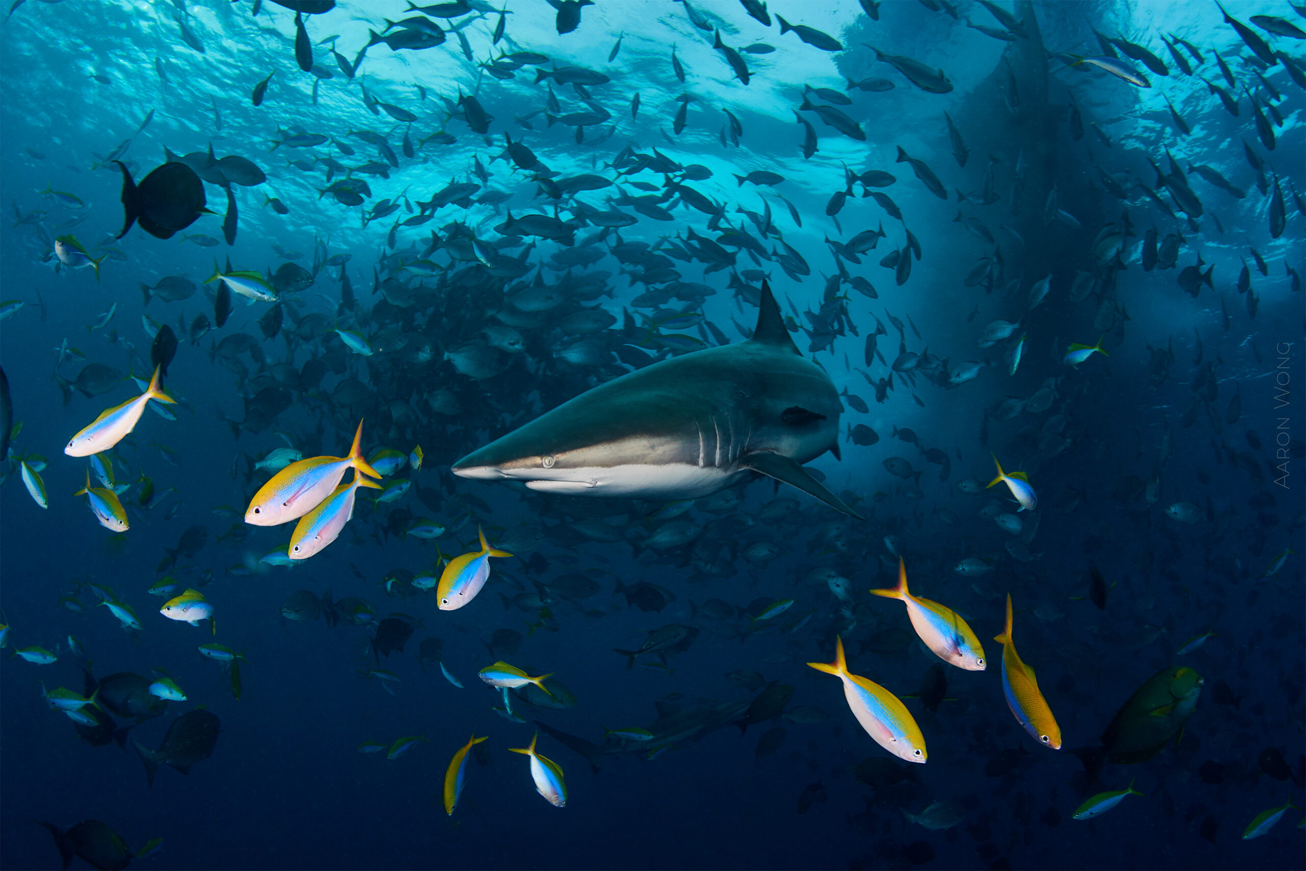 Aaron Wong, Maldives