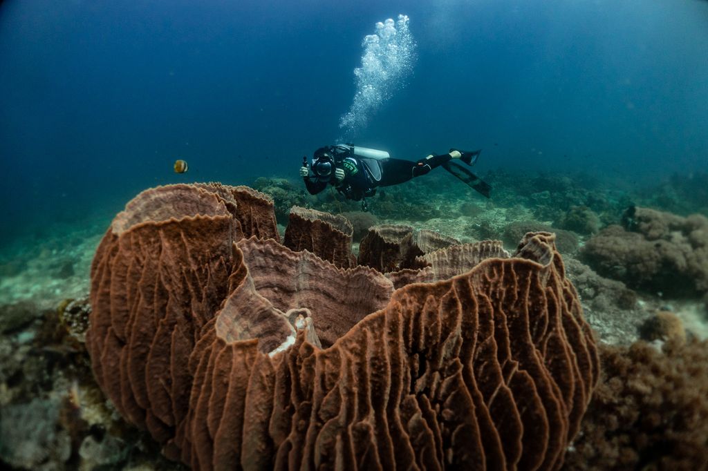 Beautiful underwater scenery in Anilao, Philippines