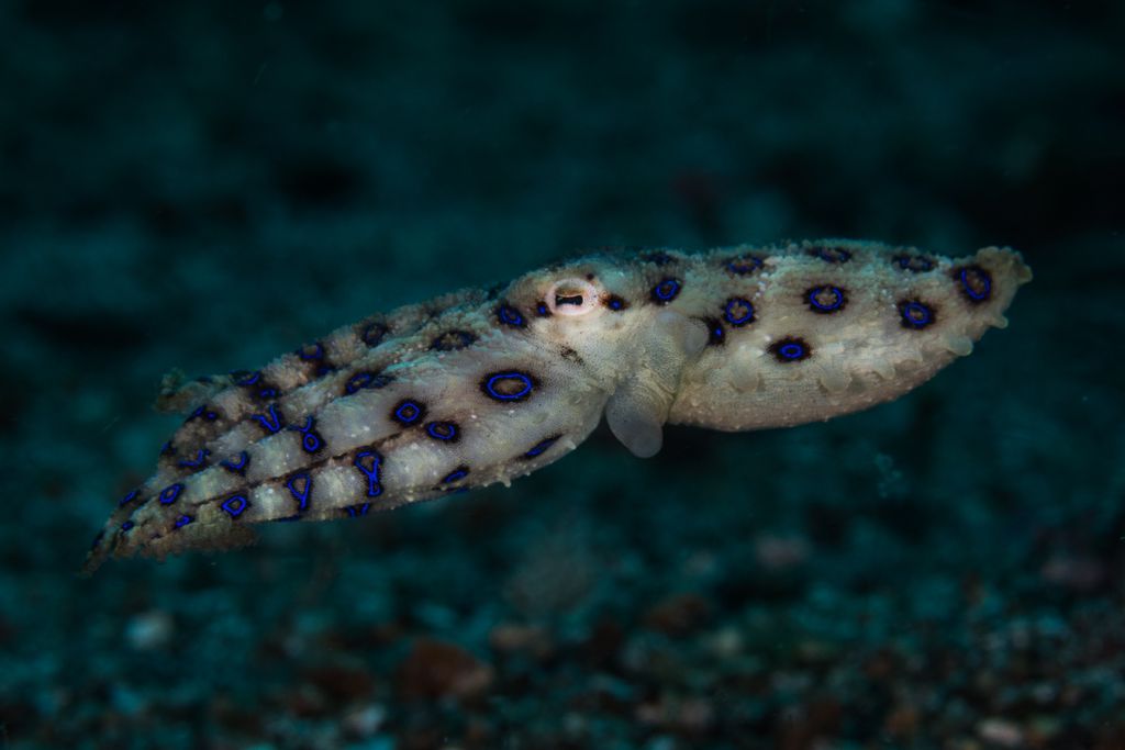 Blue-ringed octopus moving across the ocean floor, showing its vivid blue markings.