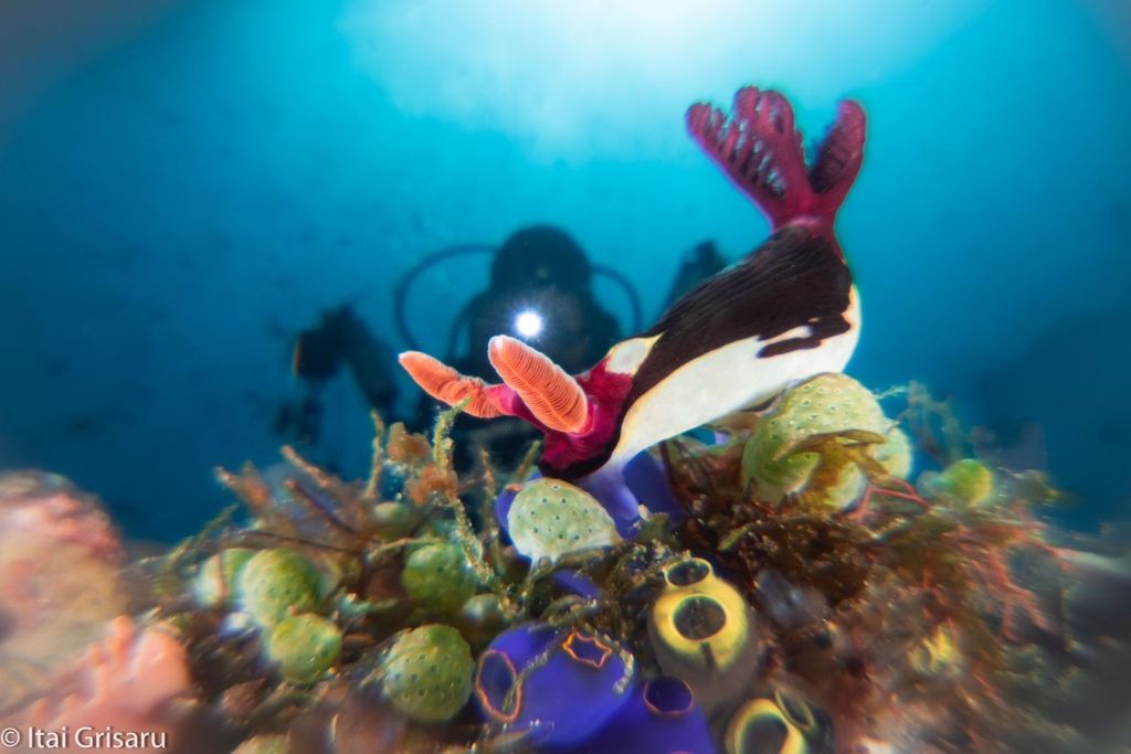 Nudibranch in Anilao, the Philippines