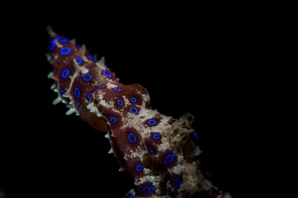 A small blue-ringed octopus with glowing blue rings on its body set against a dark underwater background.