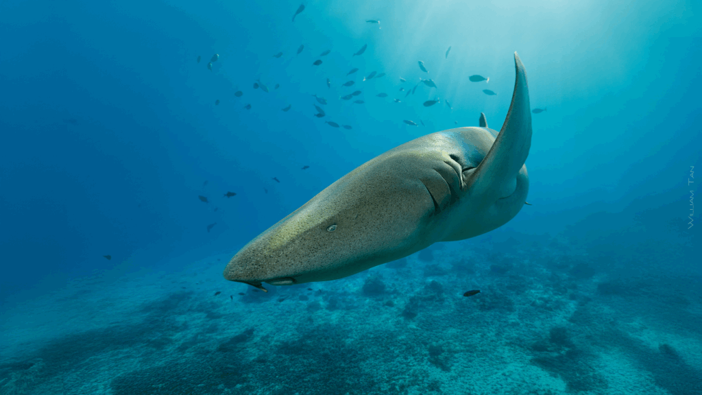 William Tan, Maldives