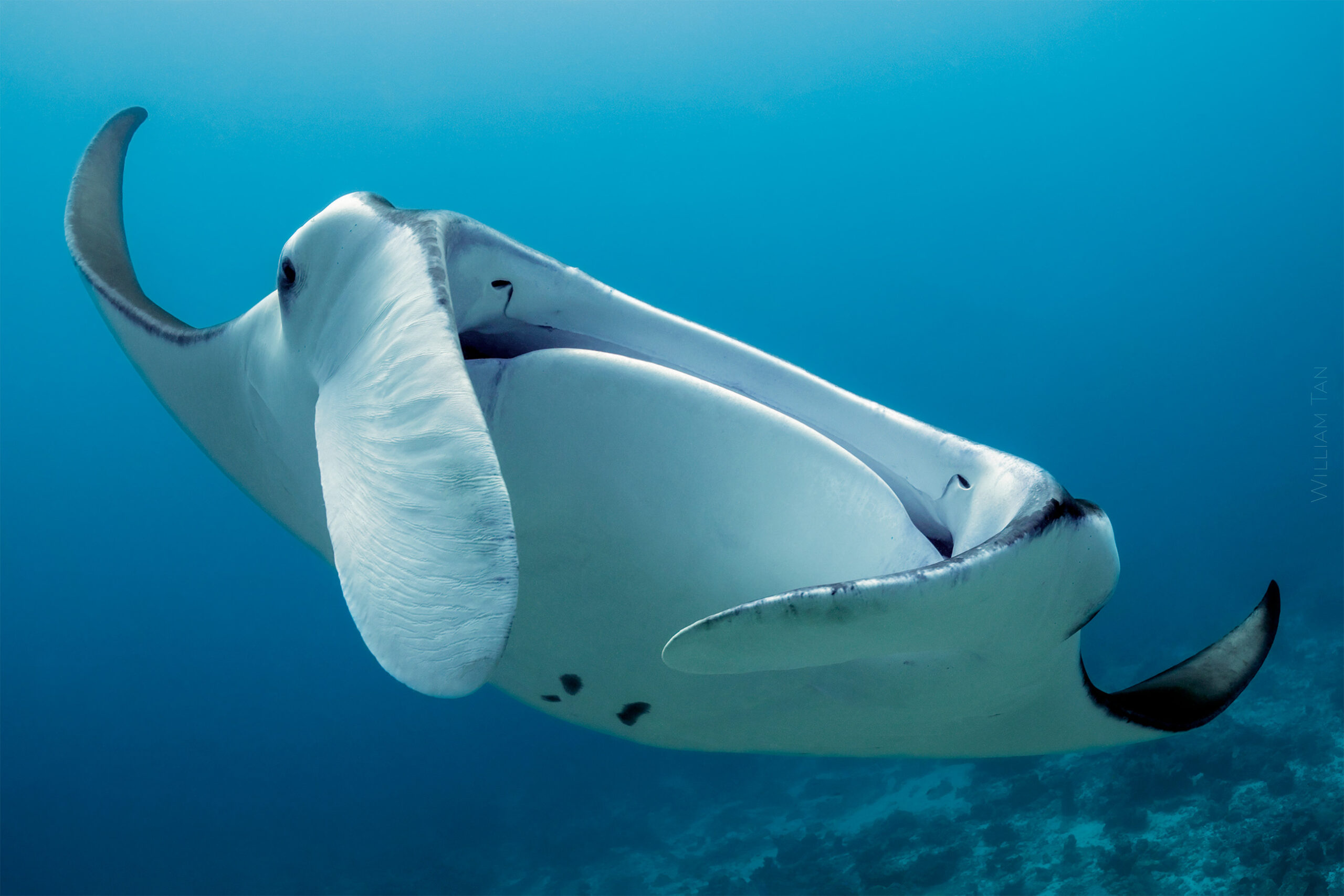 William Tan, Maldives