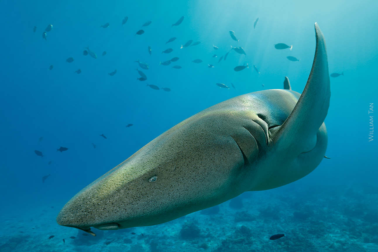 William Tan, Maldives