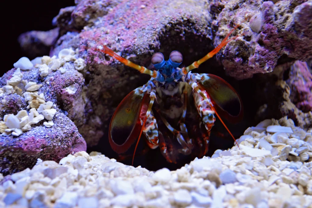 peacock mantis shrimp
