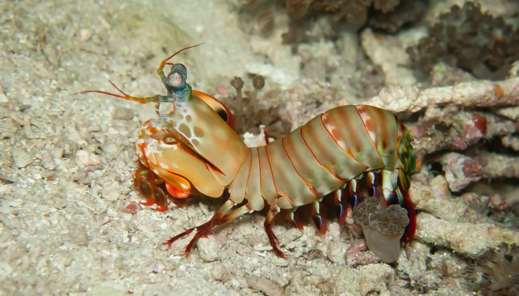peacock mantis shrimp