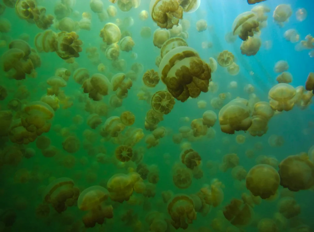 Jellyfish lake diving
