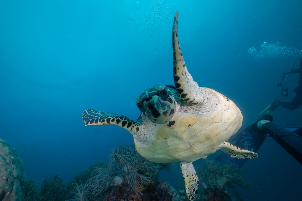 A close-up shot of a sea turtle in Raja Ampat