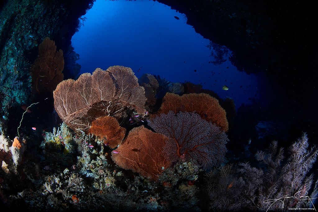 Corals in Chandelier Cave, Palau