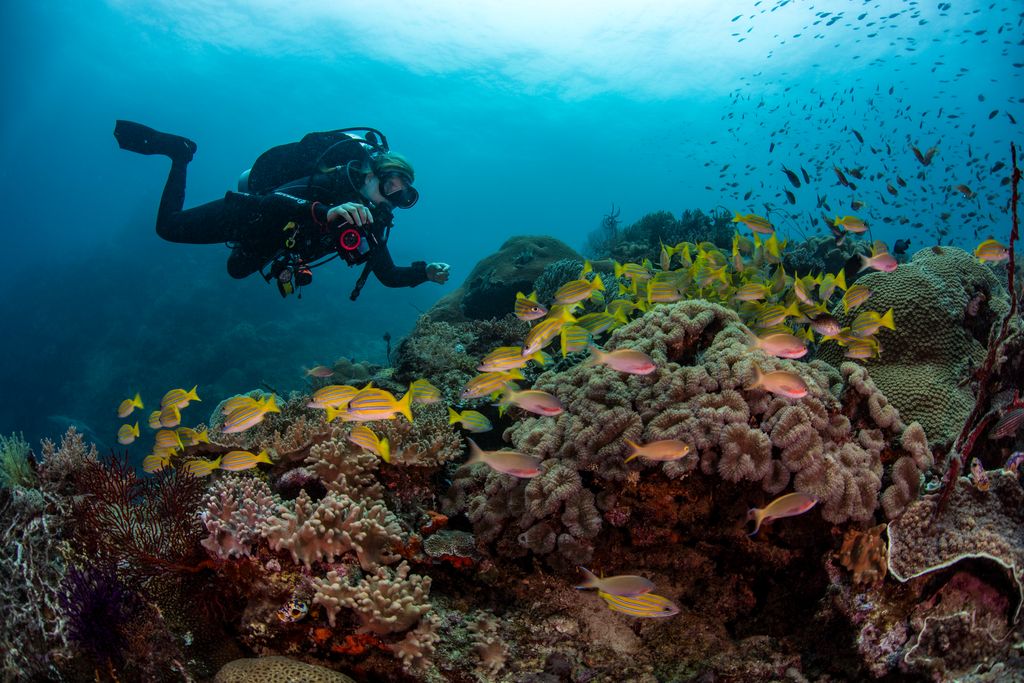 A diver maintaining his buoyancy as he swim near vibrant coral gardens and reef fish