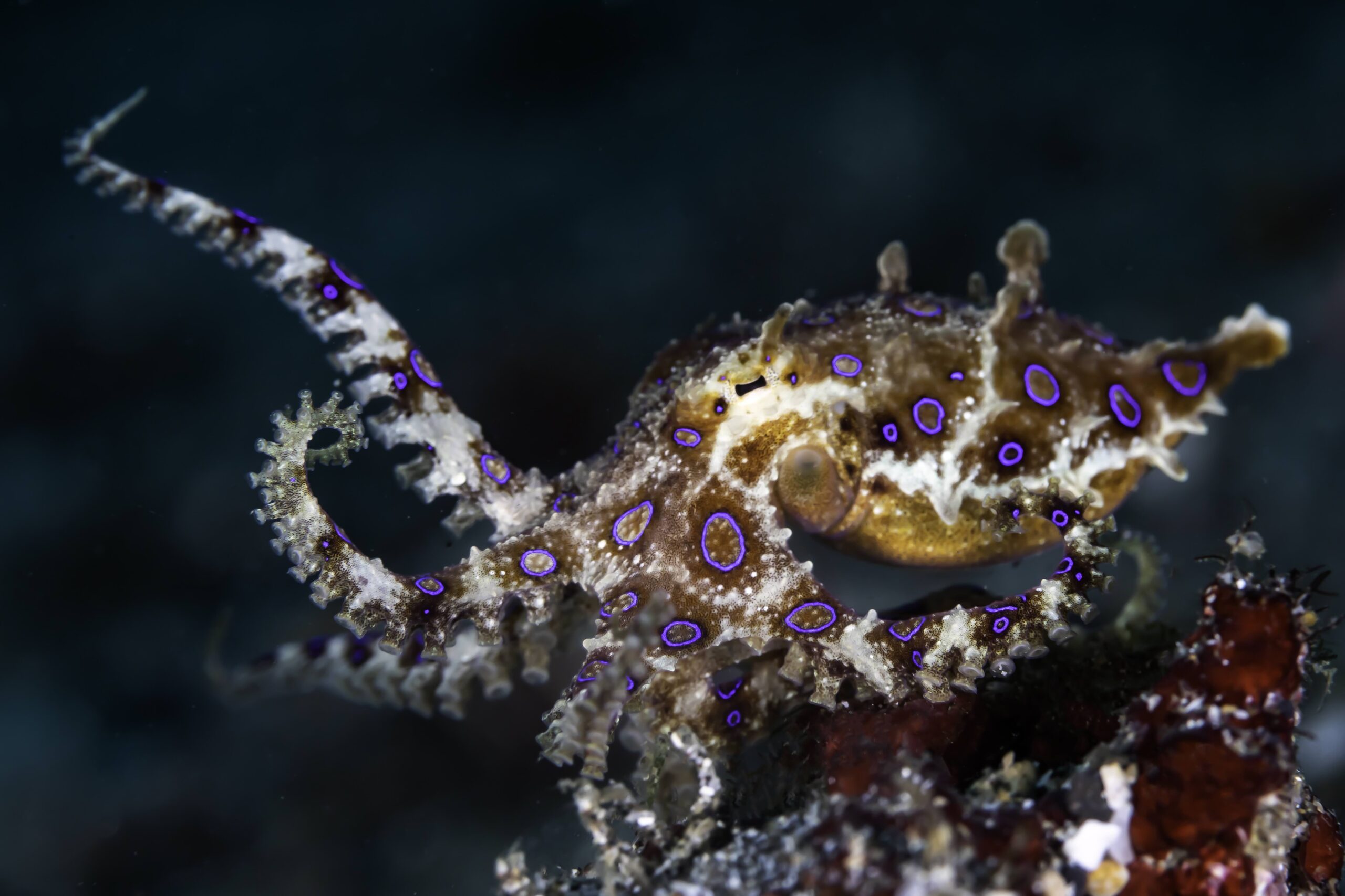 Blue ring Patrick Neumann smll