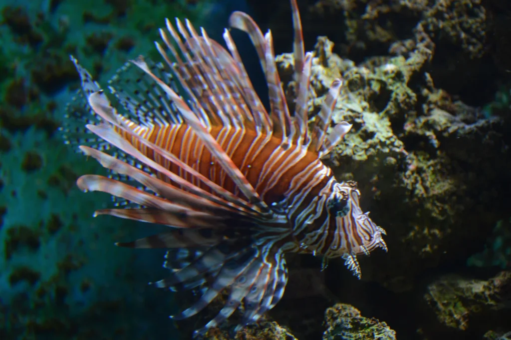 Lionfish swimming sea