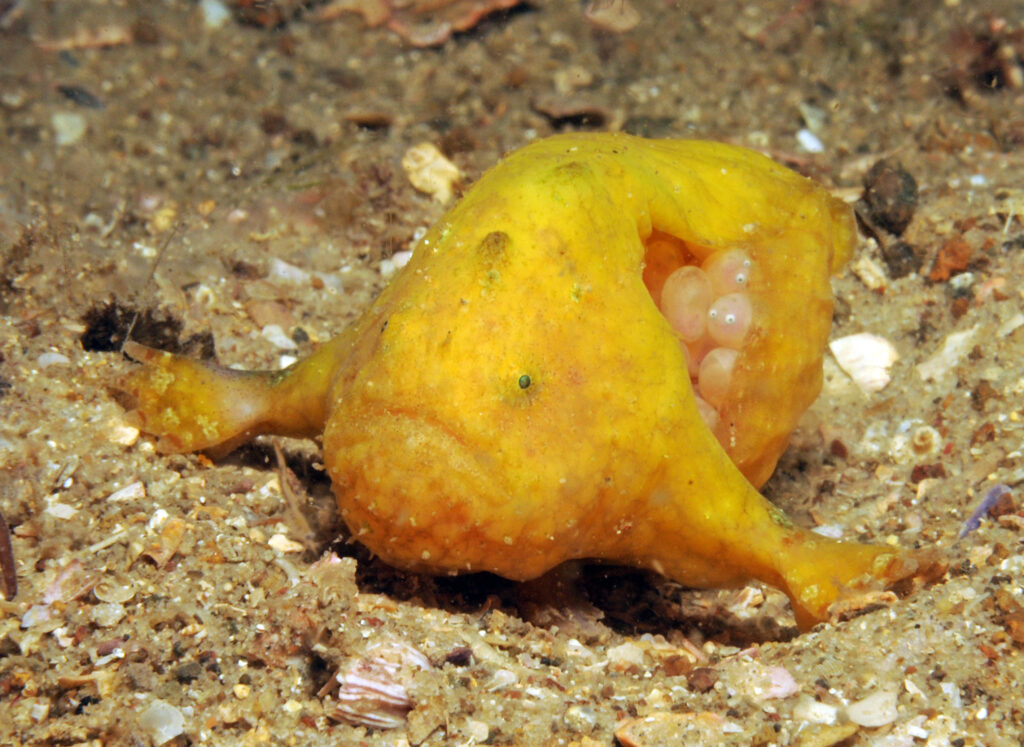 Image 11 Babies almost ready Nelson Bay anglerfish