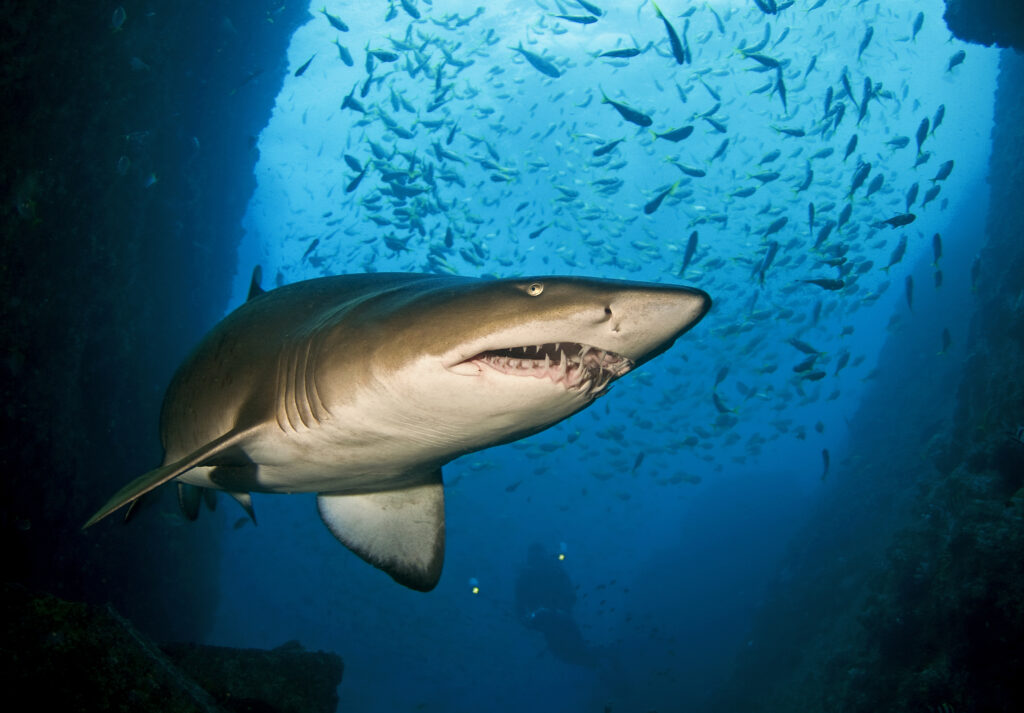 Image 14 Grey nurse shark in Fish Rock cave
