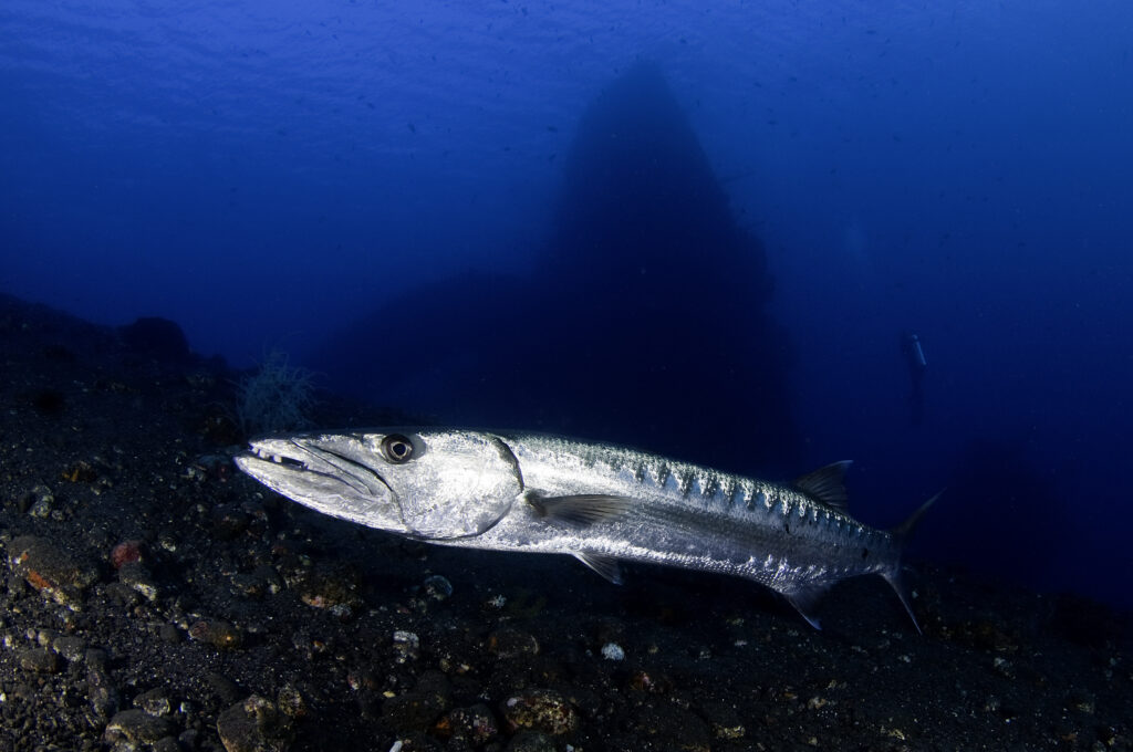 Image 6 Barracuda & US Liberty Wreck