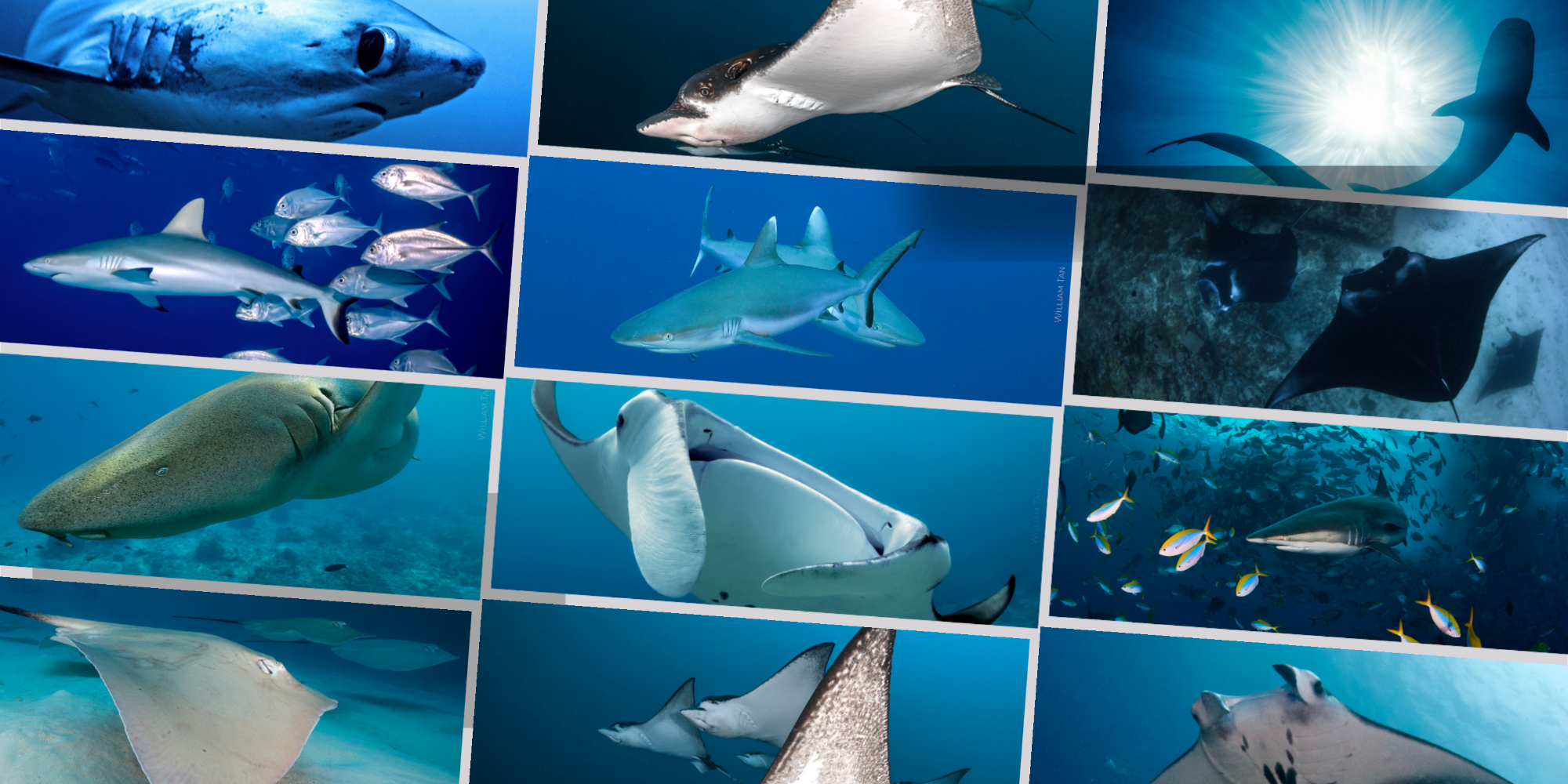 The Thrill of Big Fish Encounters