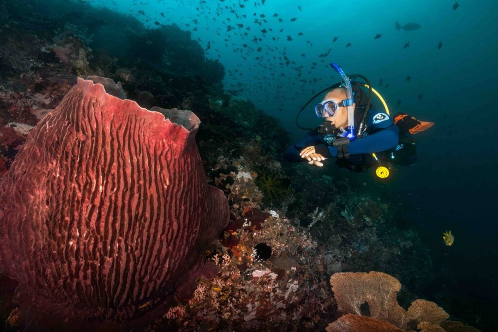 Dive the Avelo System on Solitude One and at Solitude Acacia Resort