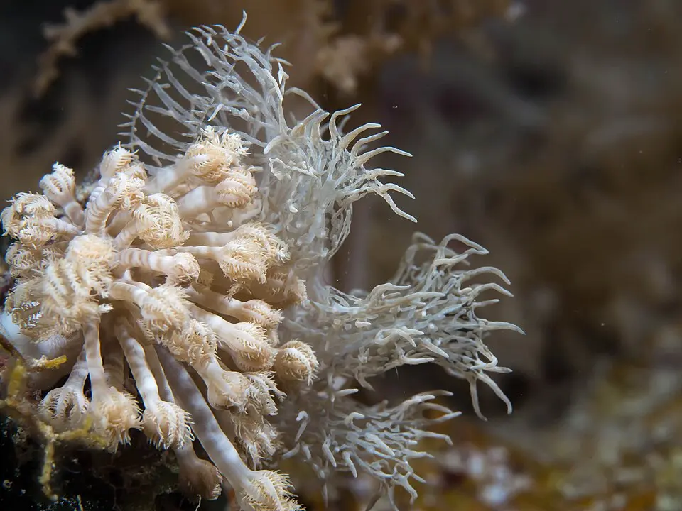 Melibe colemani in natural habitat