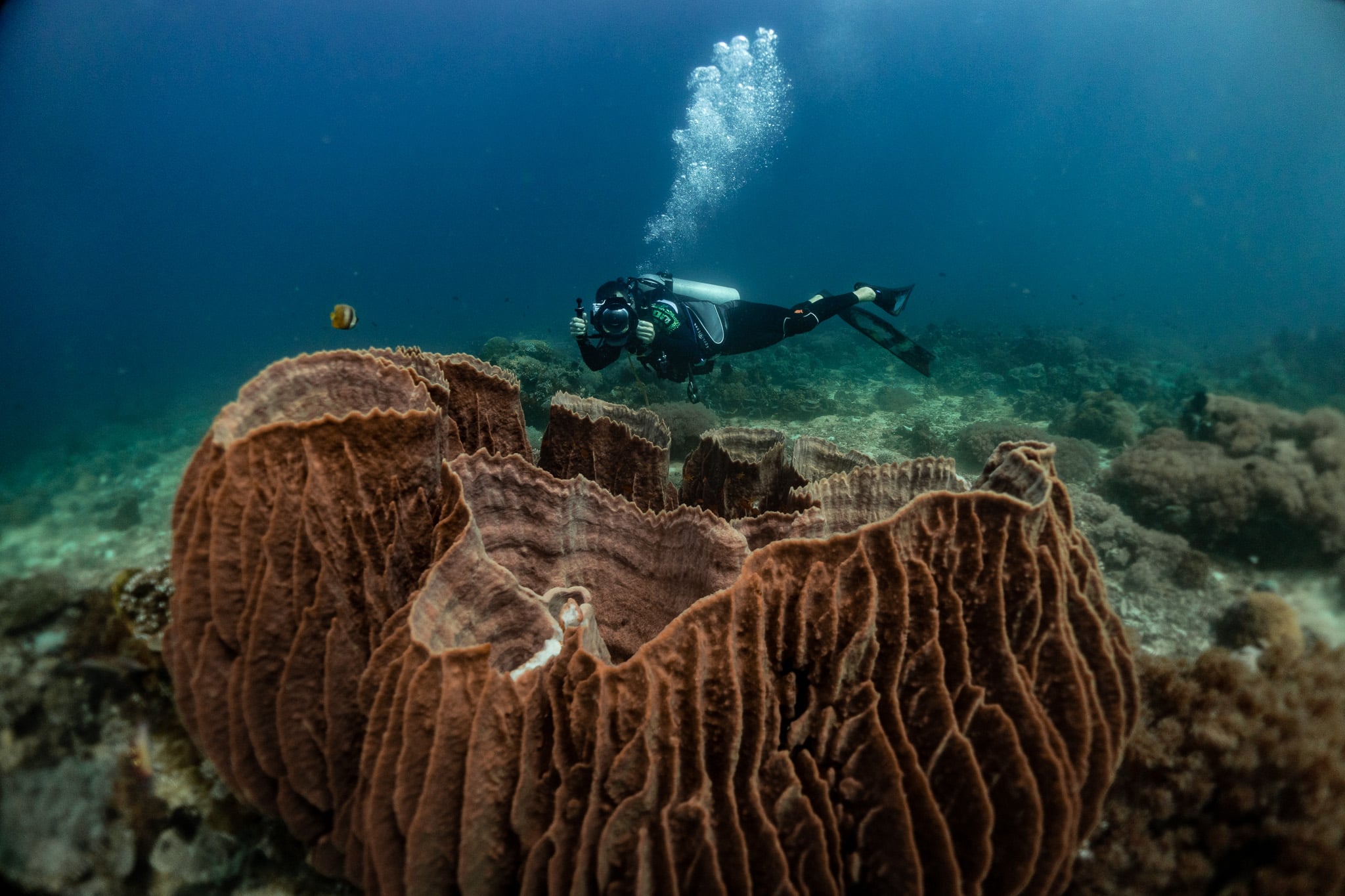 Scuba diver swimming beside a giant barrel sponge on a colourful coral reef in the Philippines.