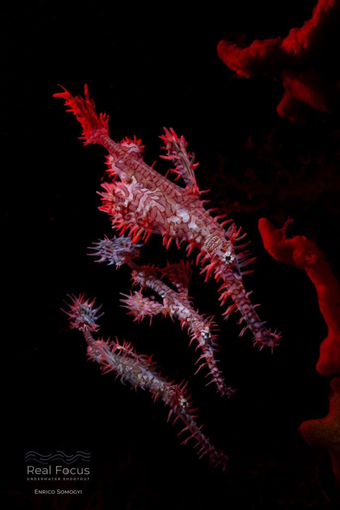 Real Focus: Macro Creative First Place Winner 2026, Enrico Somogyi