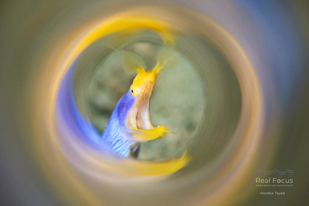 Real Focus: Macro Creative Second Place Winner 2026, Andrea Tauer