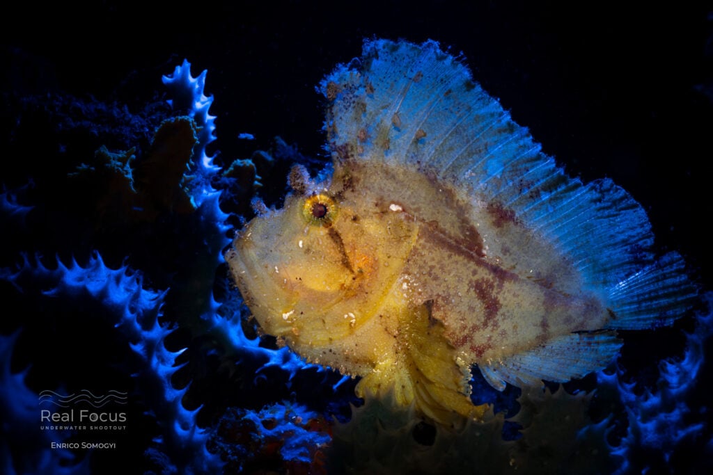Real Focus: Macro Creative Third Place Winner 2026, Enrico Somogyi