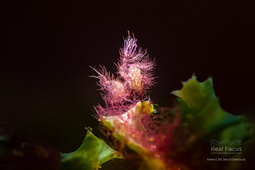 Real Focus: Macro Traditional First Place Winner 2026, Karyll Gonzalez