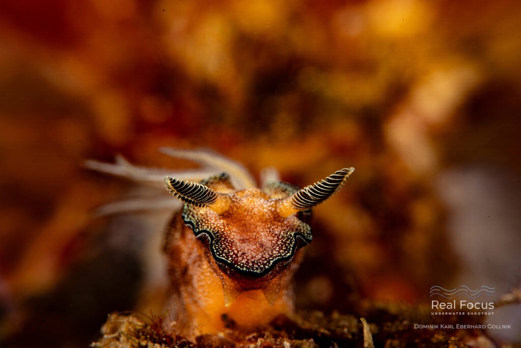 Real Focus: Macro Traditional Third Place Winner 2026, Dominik Gollnick