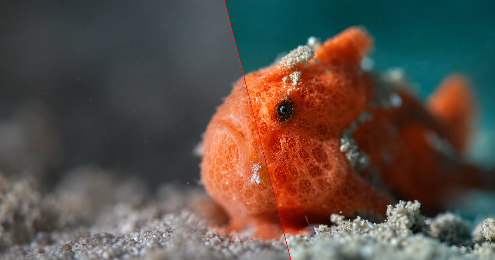 Orange frogfish shown in a split view of the RAW capture and final edited photograph.