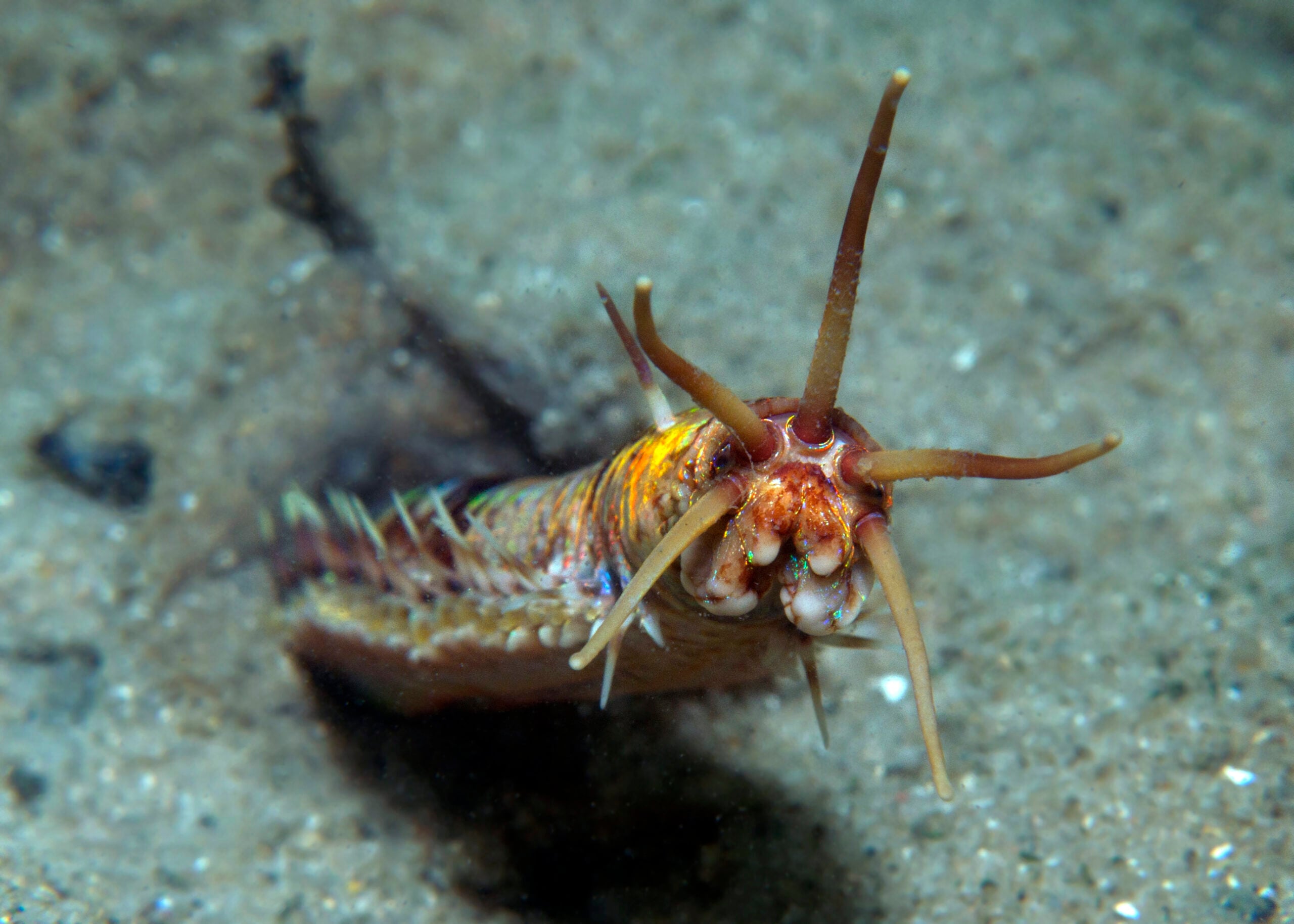 Bobbit worm (Eunice sp.) photographed underwater by Dr Dave Harasti.